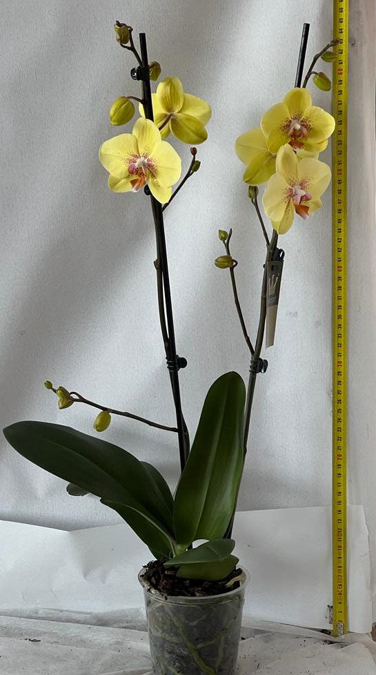 ORCHIDEA PHALAENOPSIS GRANDIFLORA 2 RAMI VASO 10CM