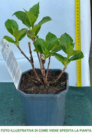 ORTENSIA HYDRANGEA MACROPHYLLA ROSSA VASO 12CM