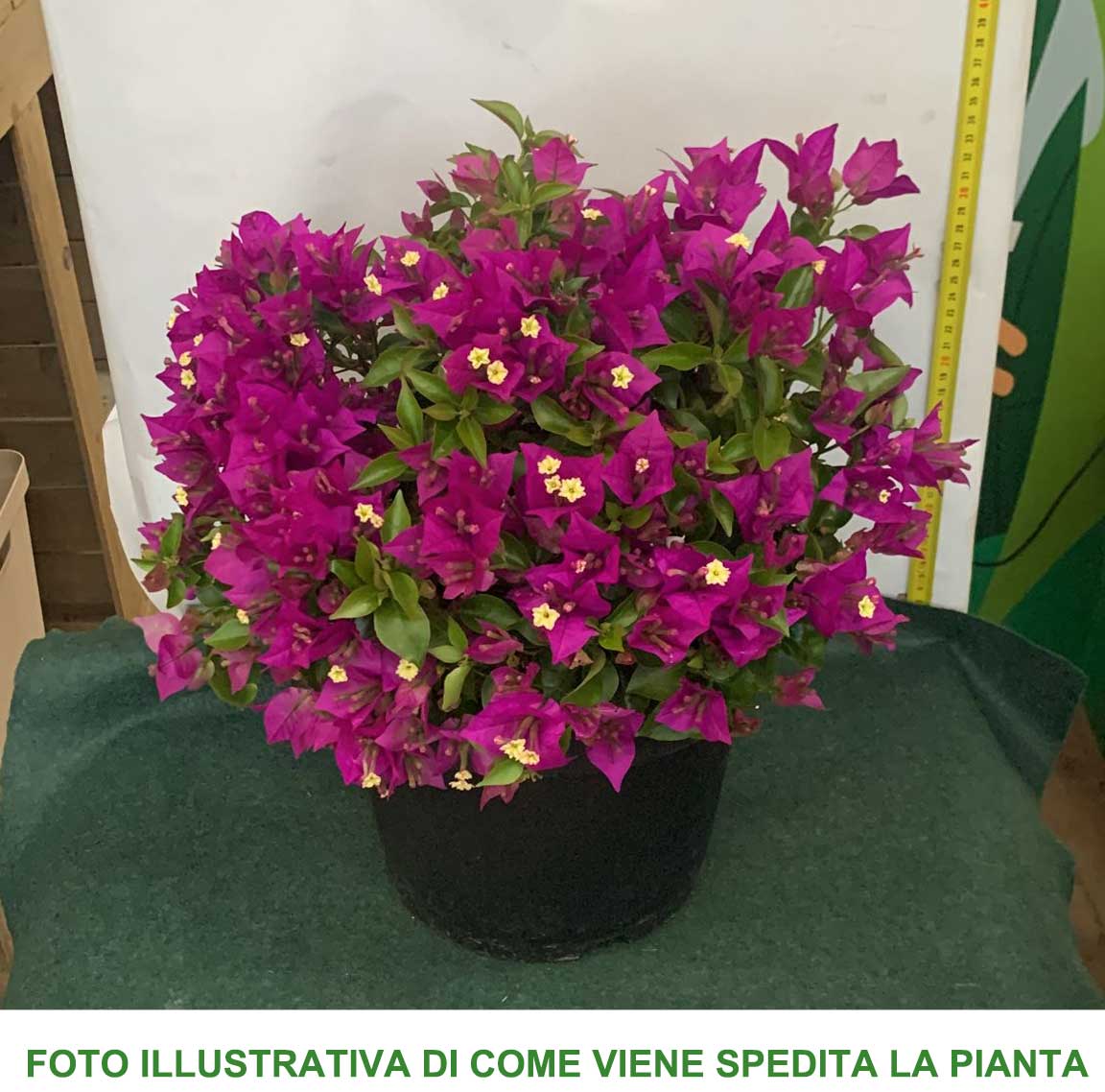 BOUGAINVILLEA VASO 24CM