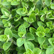 ORIGANO IN VASO 14CM