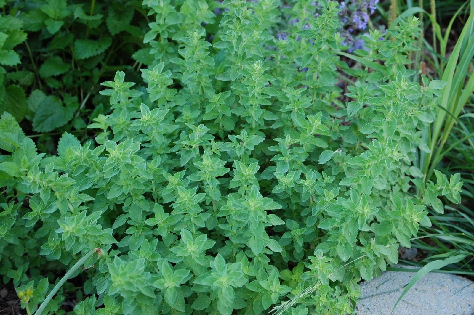ORIGANO IN VASO 14CM