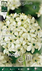ORNITHOGALUM SAUNDERSIAE (CONFEZIONE DA 3 BULBI)