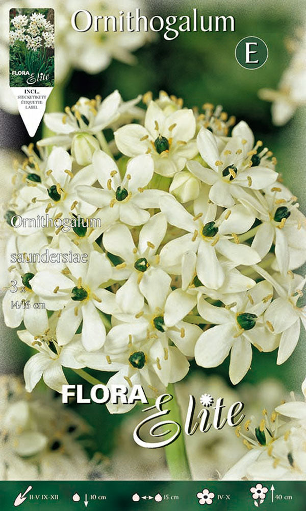 ORNITHOGALUM SAUNDERSIAE (CONFEZIONE DA 3 BULBI)
