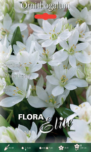 ORNITHOGALUM OLIGOPHYLLUM WHITE TROPHY (CONFEZIONE DA 25 BULBI)