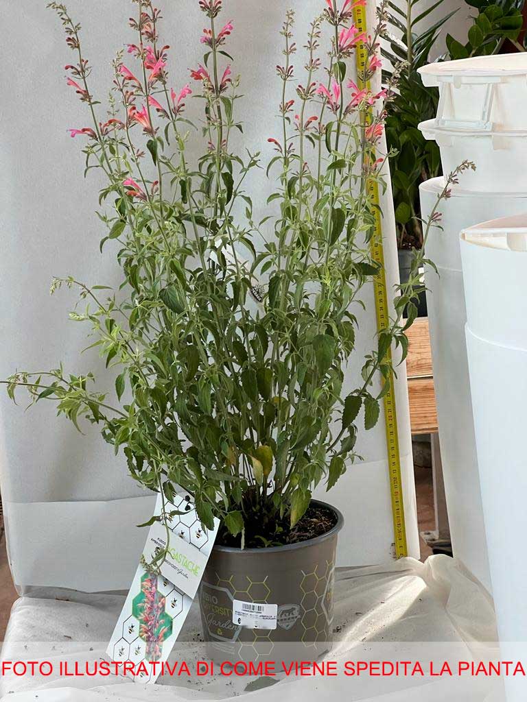 AGASTACHE KUDOS AMBROSIA VASO 19CM