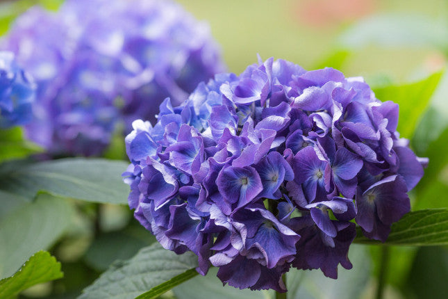 HYDRANGEA MACROPHYLLA ORTENSIA NANA LITTLE XS VIOLA VASO 17CM