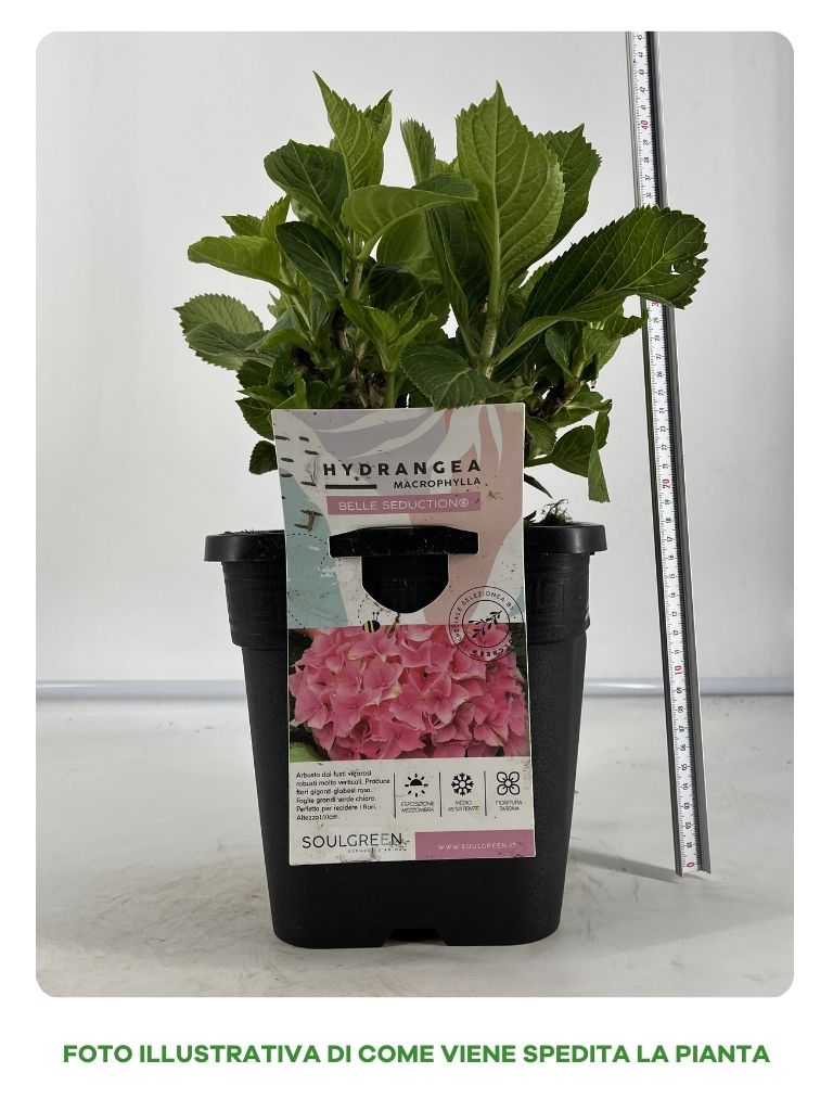 ORTENSIA BELLE SEDUCTION IN VASO 18CM