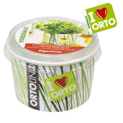KIT ORTOLINO CORIANDOLO