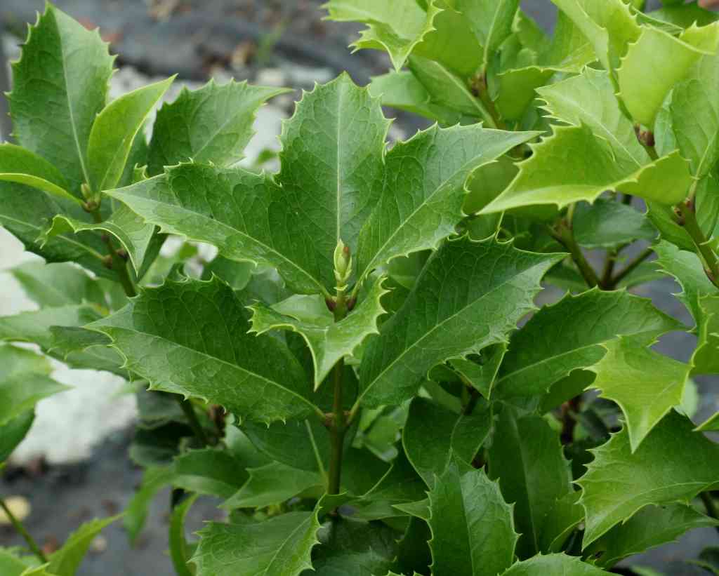 OSMANTHUS AQUIFOLIUM IN VASO 20CM
