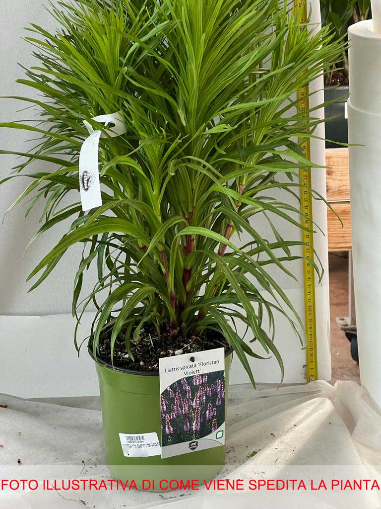 LIATRIS SPICATA FLORISTAN VIOLET VASO 18CM