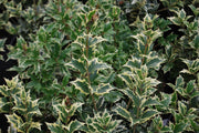 OSMANTHUS VARIEGATA IN VASO 17CM