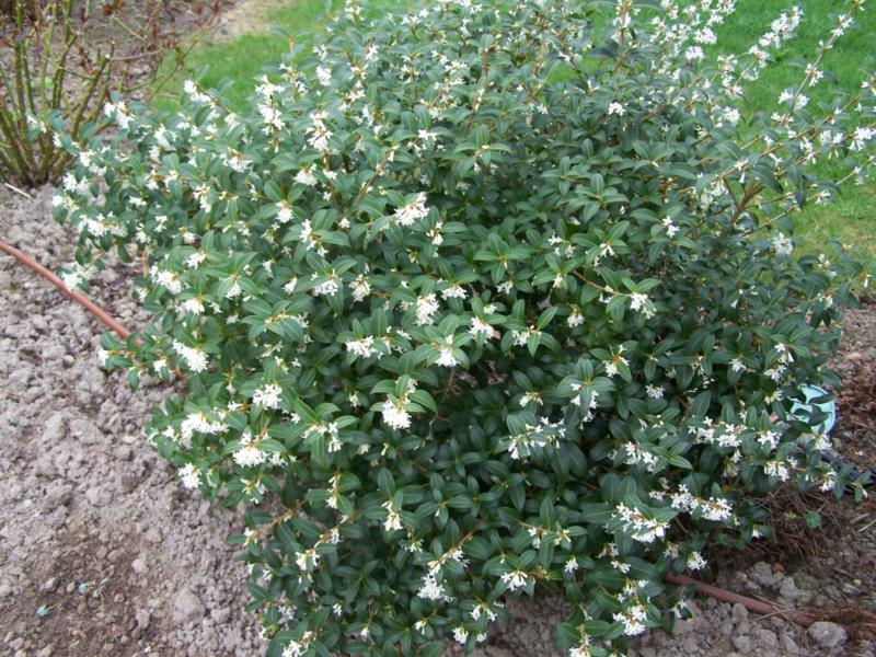 OSMANTHUS OSMAREA BURKWOODII VASO 17CM