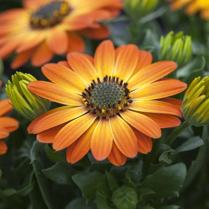 OSTEOSPERMUM IN VASO 14CM COLORI ASSORTITI