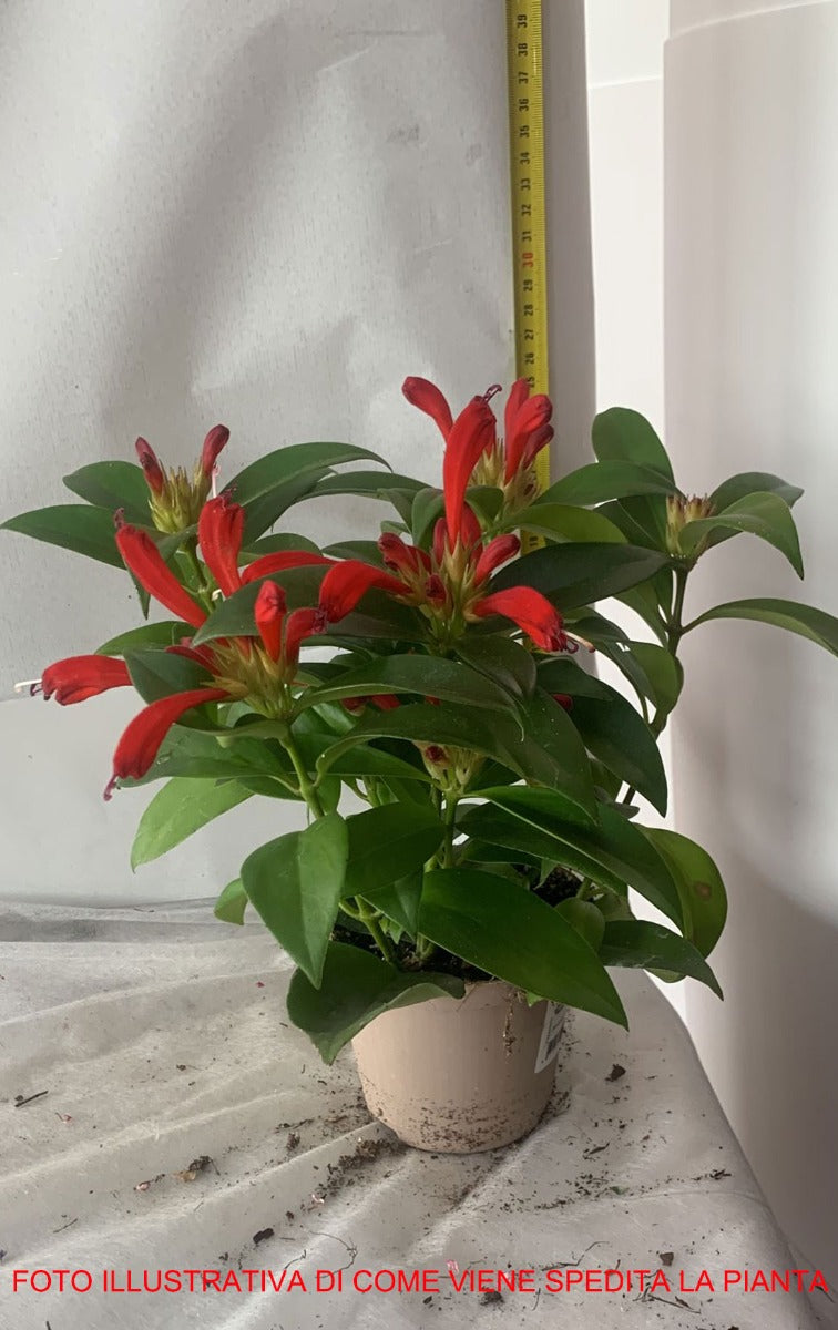 AESCHYNANTHUS CARINA VASO 11CM