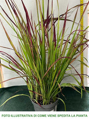 IMPERATA CYLINDRICA RED BARON VASO 14CM