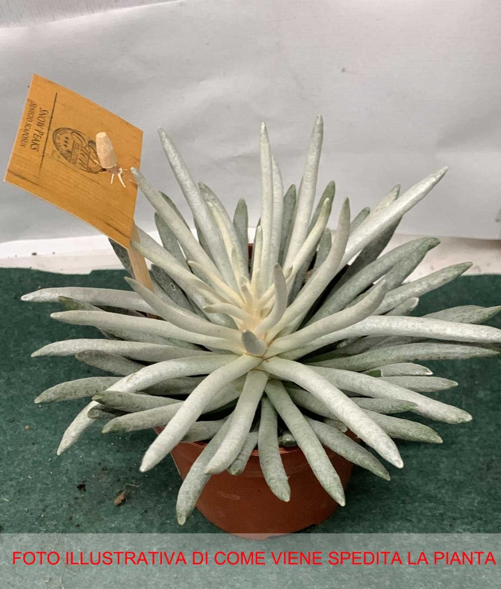 SENECIO SCAPOSUS VASO 11CM