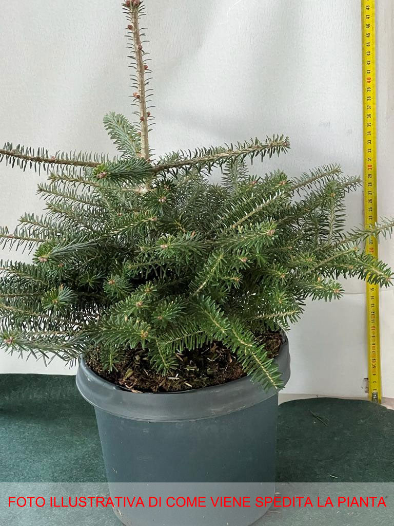 ABIES KOREANA IN VASO 23CM