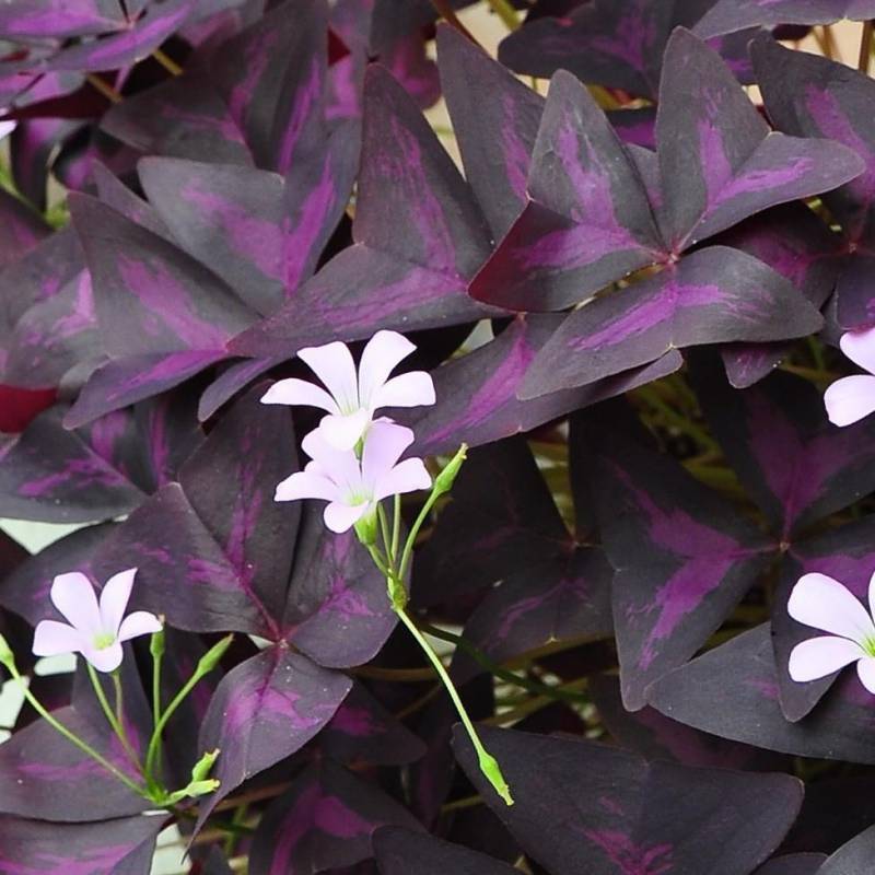 OXALIS TRIANGULAIS PURPUREA IN VASO 10CM