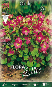 OXALIS DEPPEI IRON CROSS (PACKUNG MIT 25 GLÜHBIRNEN)