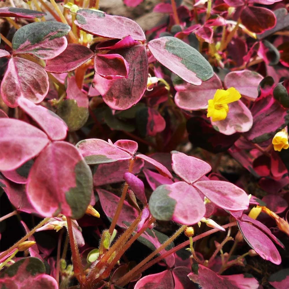 OXALIS VULCANO ROSA IN VASO DA 10CM