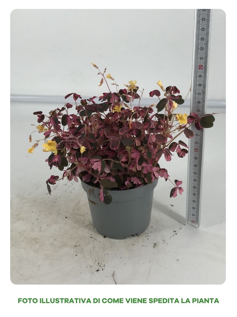 OXALIS VULCANO ROSA IN VASO DA 10CM