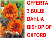 OFFERTA 3 BULBI DAHLIA PEONYFLOWERING BISHOP OF OXFORD