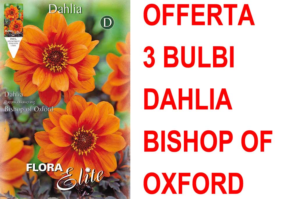 OFFERTA 3 BULBI DAHLIA PEONYFLOWERING BISHOP OF OXFORD