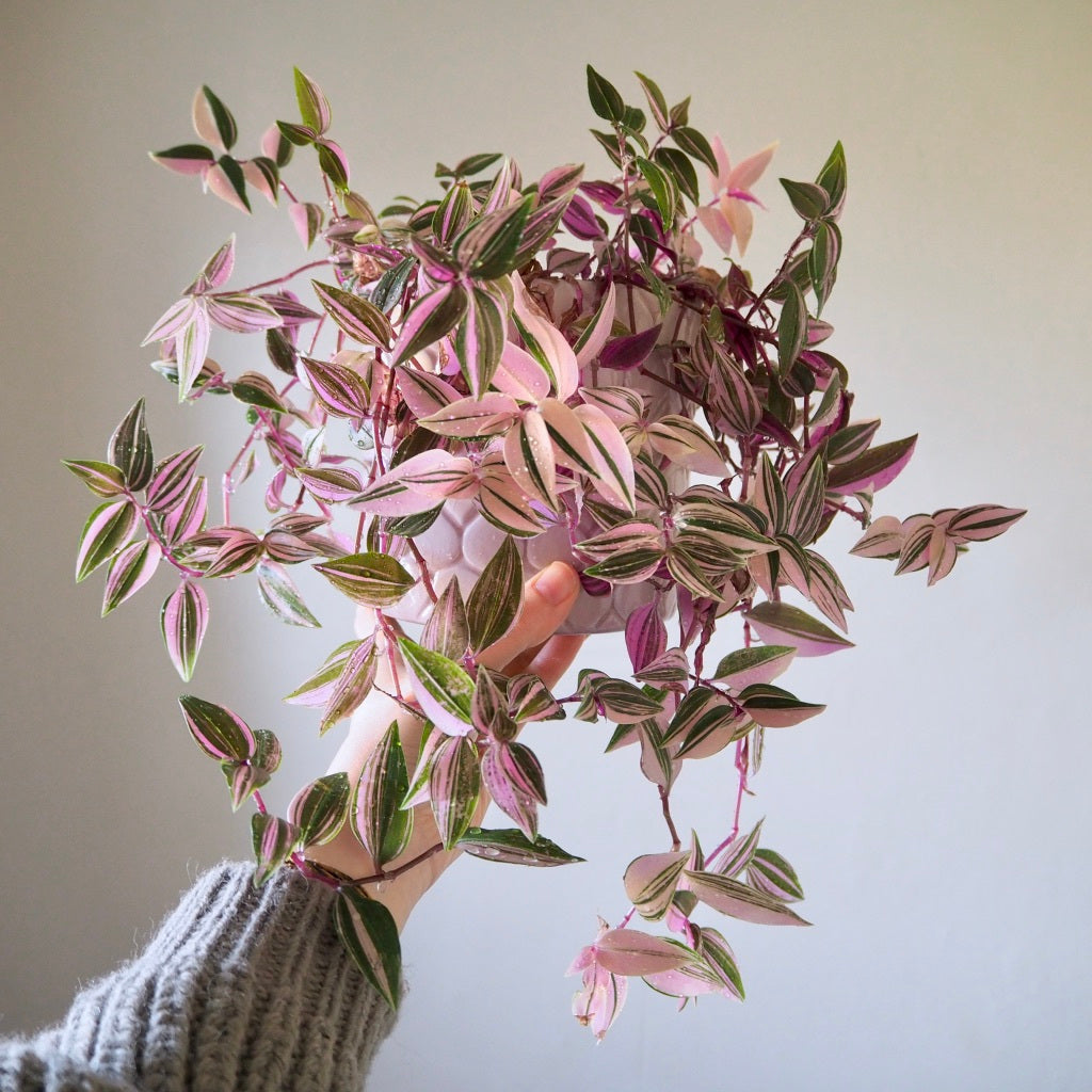 TRADESCANTIA FLUMINENSIS VASO 12CM