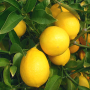 LIMONE MEYER CITRUS MEYERI IN VASO DECORATO 22CM