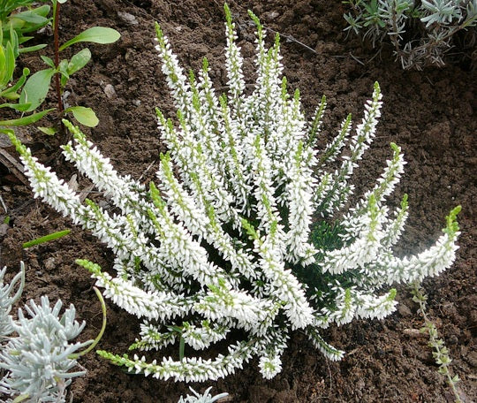 OFFERTA 3 PIANTE DI CALLUNA ERICA VASO 12CM