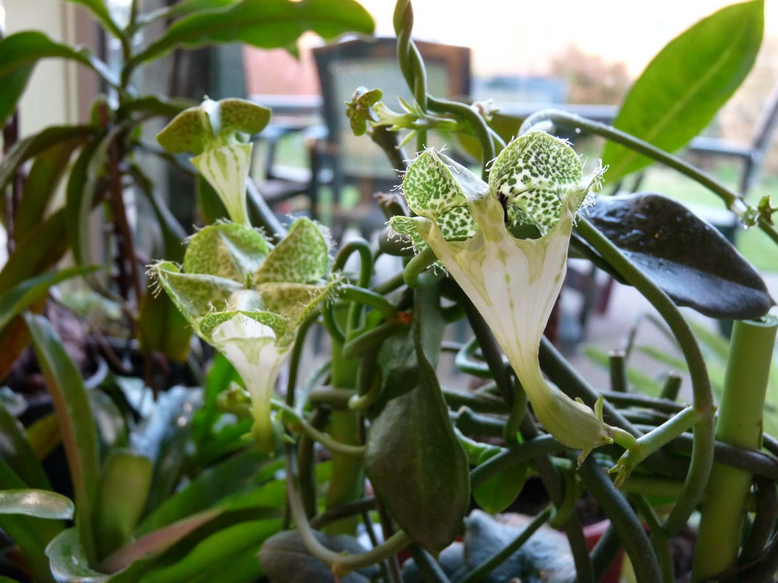 CEROPEGIA SANDERSONII IN VASO 12CM