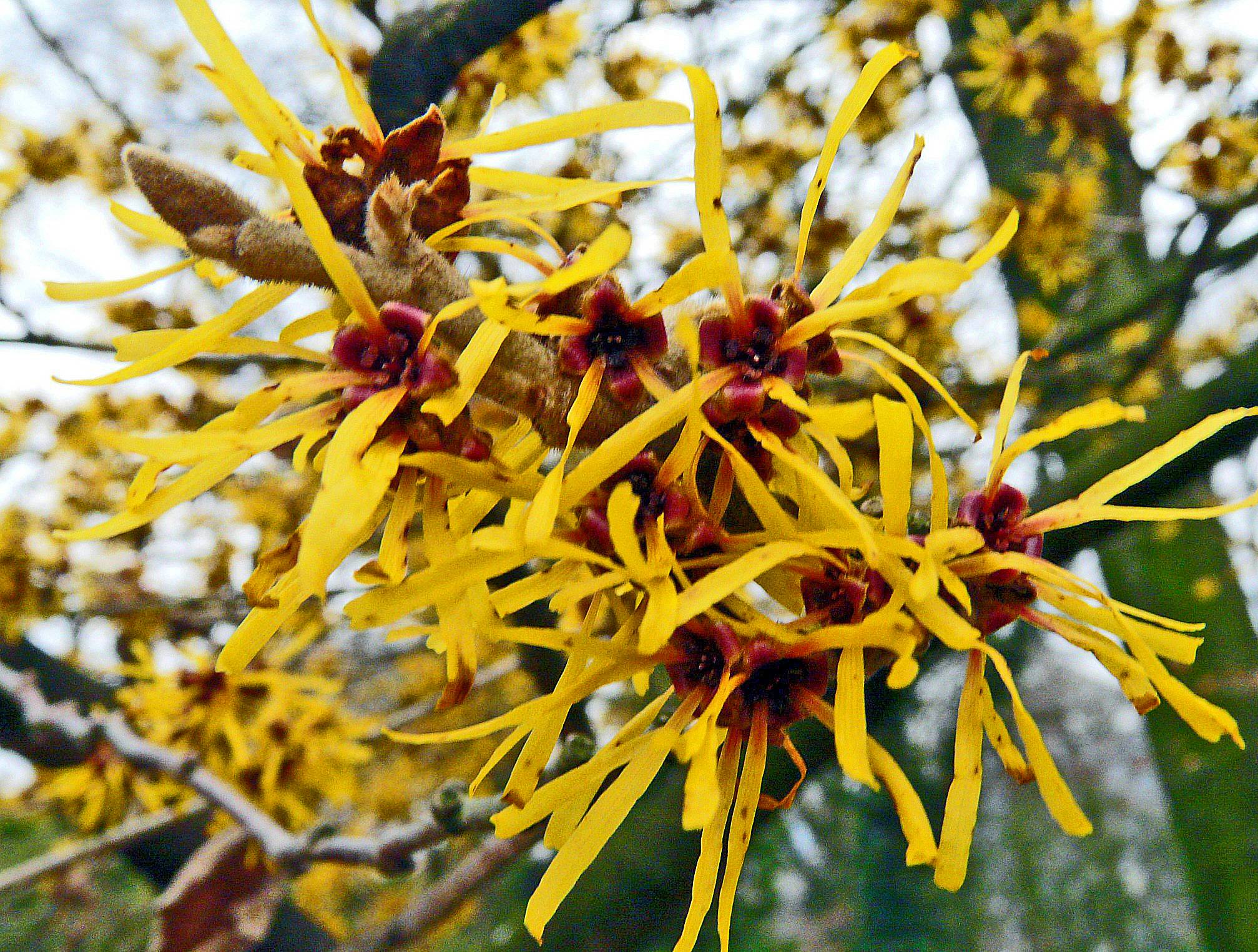 HAMAMELIS INTERMEDIA ARNOLD PROMISE GIALLA VASO 23CM