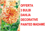 OFFERTA 3 BULBI DAHLIA DECORATIVE PAINTED MADAM