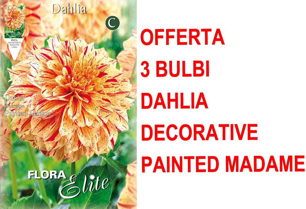 OFFERTA 3 BULBI DAHLIA DECORATIVE PAINTED MADAM