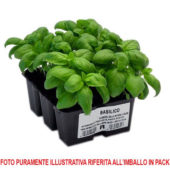 6 PIANTE IN PACK POMODORO SCATOLONE S.MARZANO GROSSO ORTOMIO