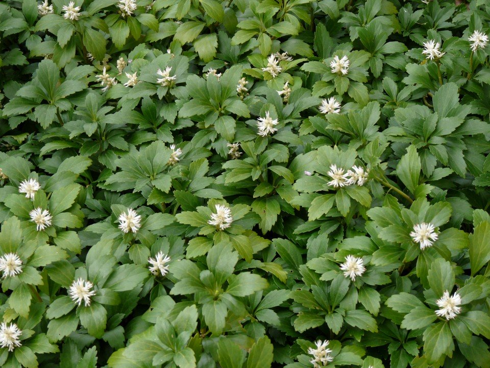 PACHYSANDRA TERMINALIS 'GREEN CARPET' VASO 8CM