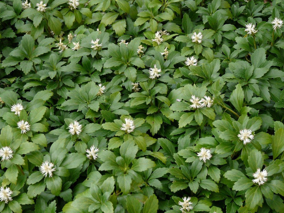 BOX 4 PIANTE PACHISANDRA GREEN CARPET
