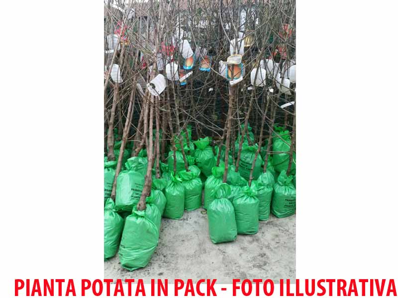 PESCO PERCOCA ANDROSS (1 PIANTA)
