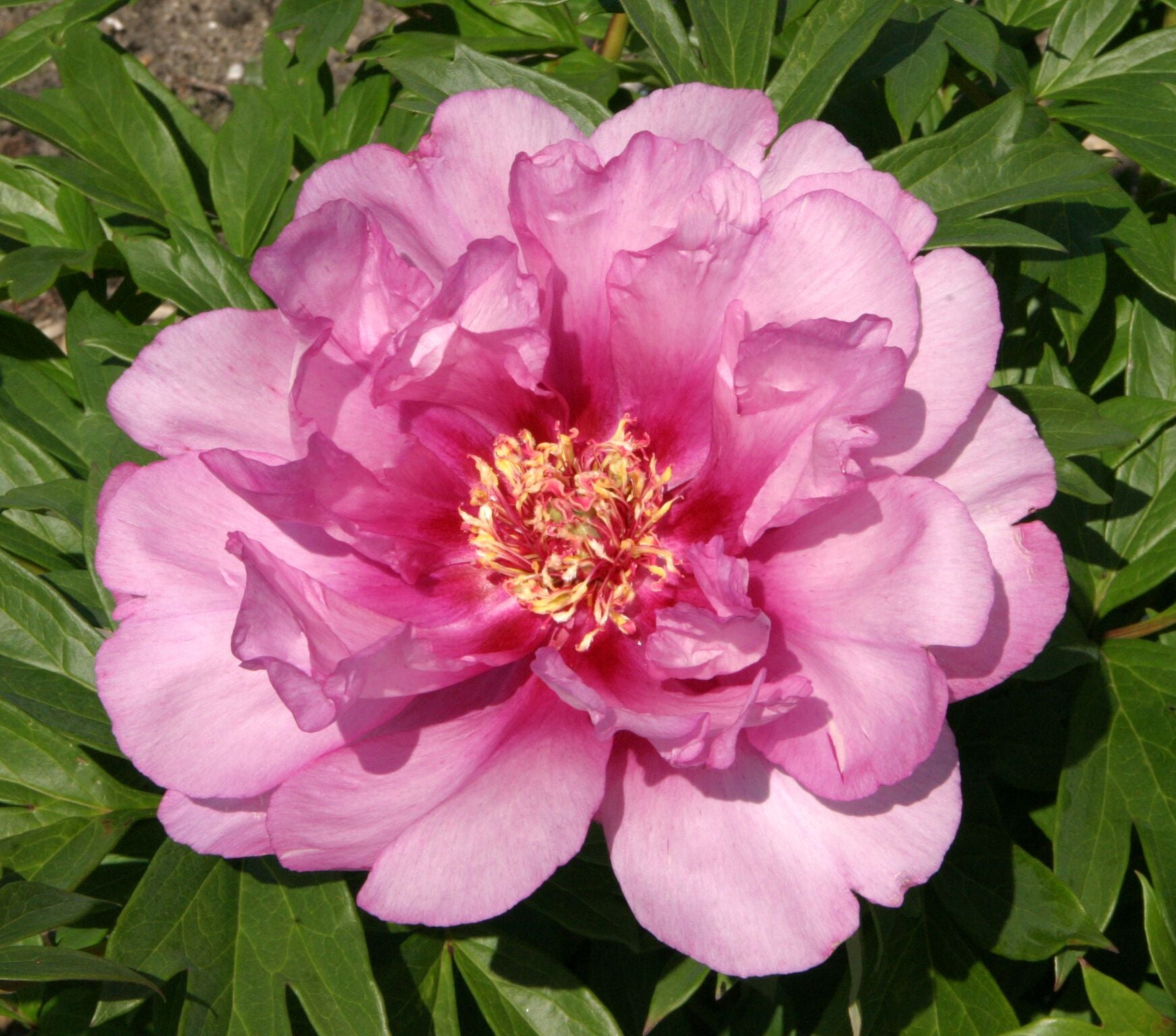 PEONIA  ITOH FIRST ARRIVAL VASO 18CM