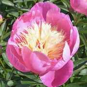 PEONIA LACTIFLORA ROSA VASO 12CM