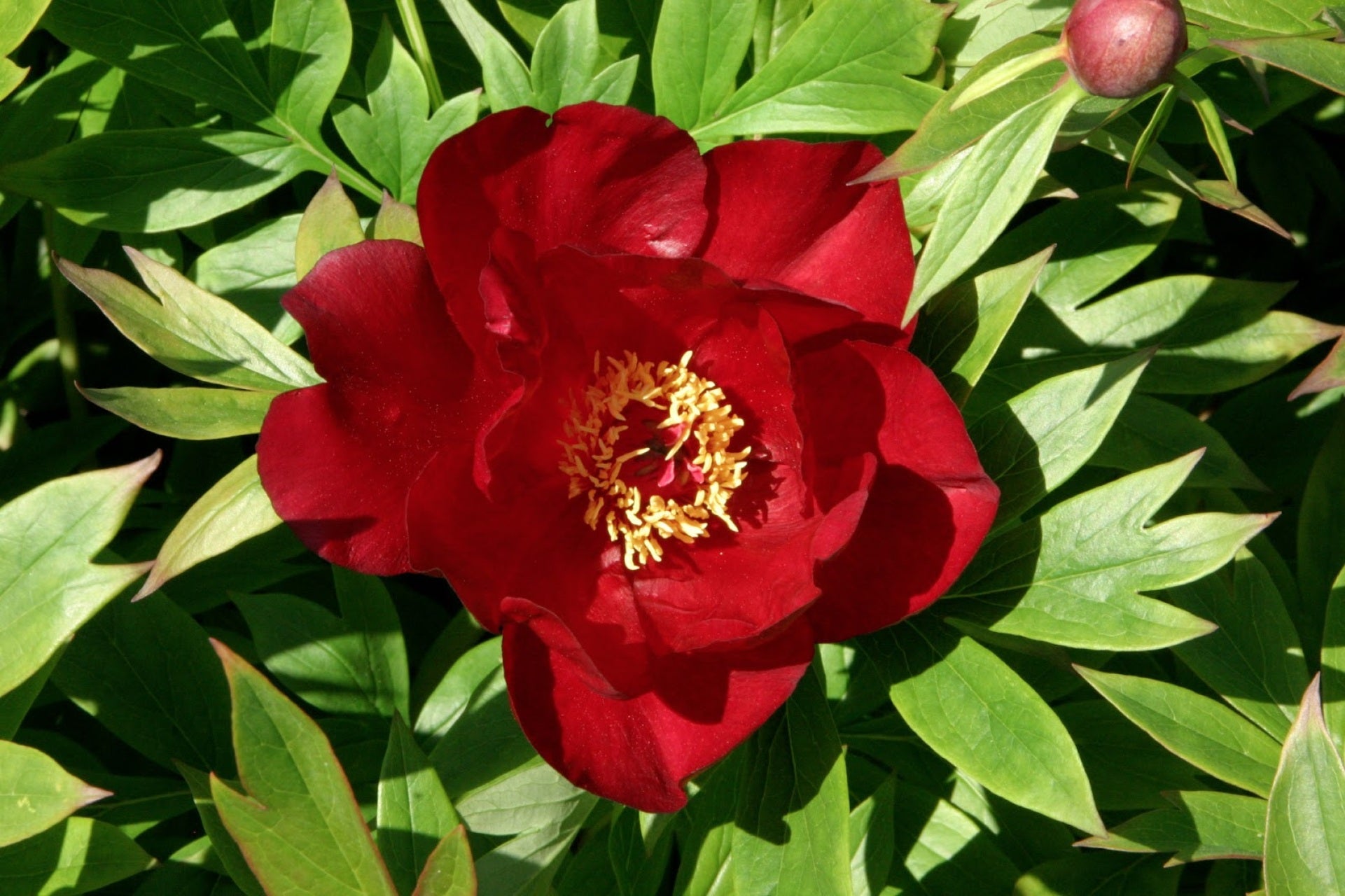 PEONIA ITOH SCARLET HEAVEN VASO 18CM