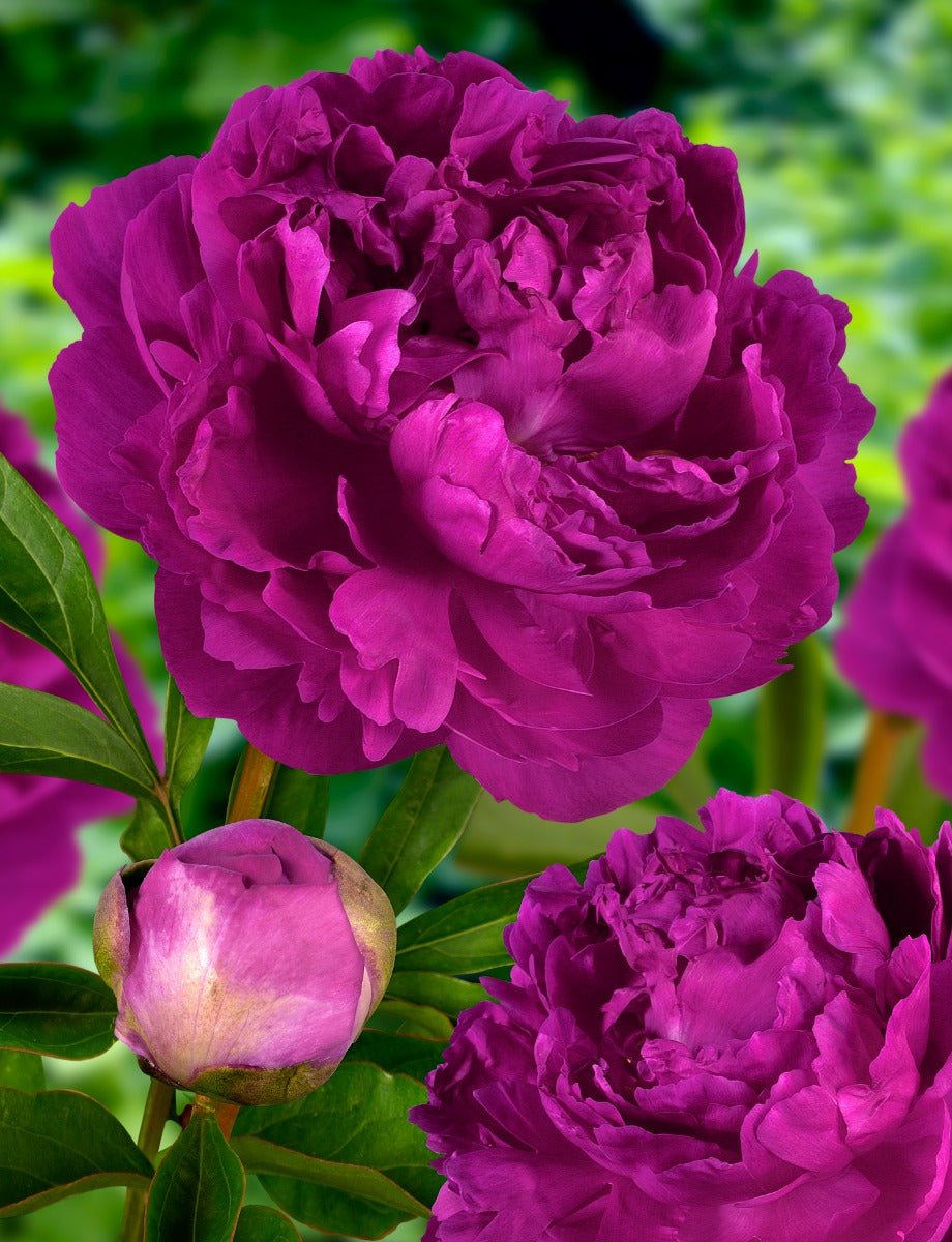 PEONIA LACTIFLORA FUCSIA VASO 12CM