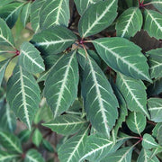 PARTHENOCISSUS HENRYANA VASO 15CM