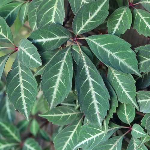 PARTHENOCISSUS HENRYANA VASO 15CM