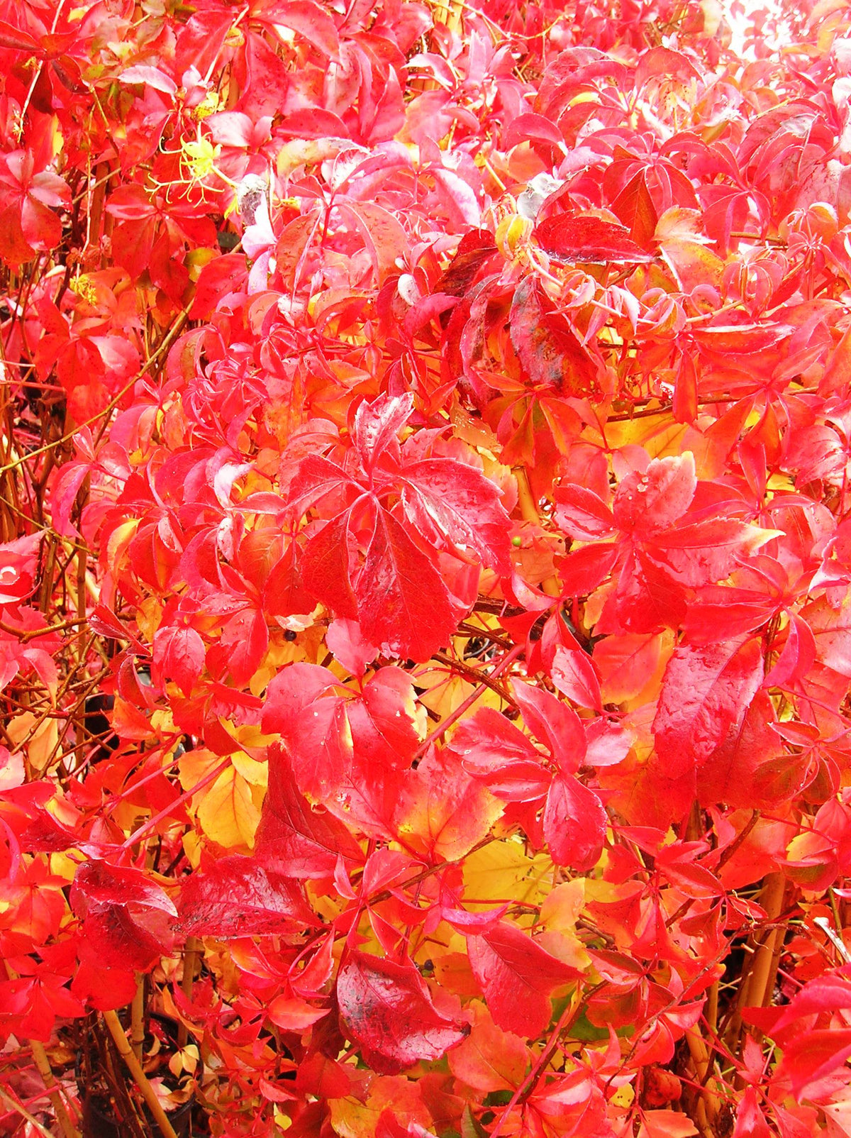 PARTHENOCISSUS QUINQUEFOLIA ENGELMANNII VASO 16CM