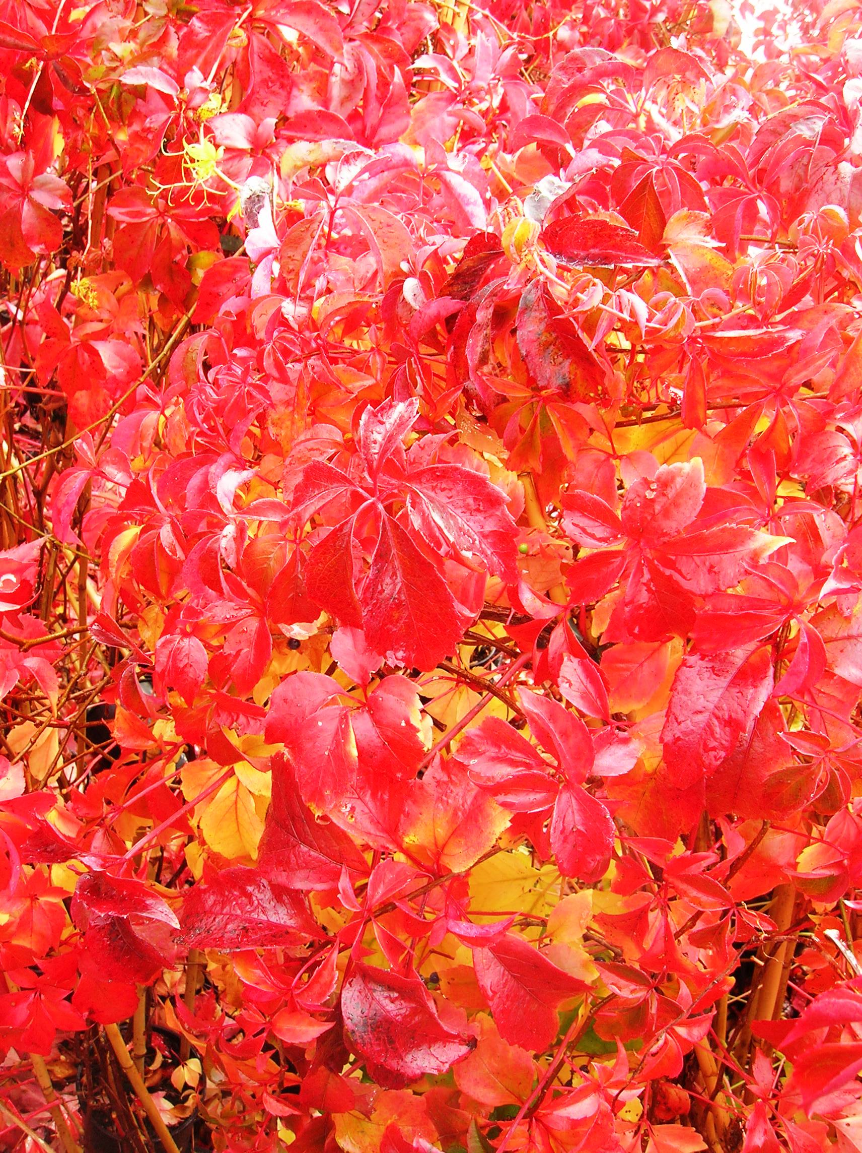 PARTHENOCISSUS ENGELMANNII VASO 18CM