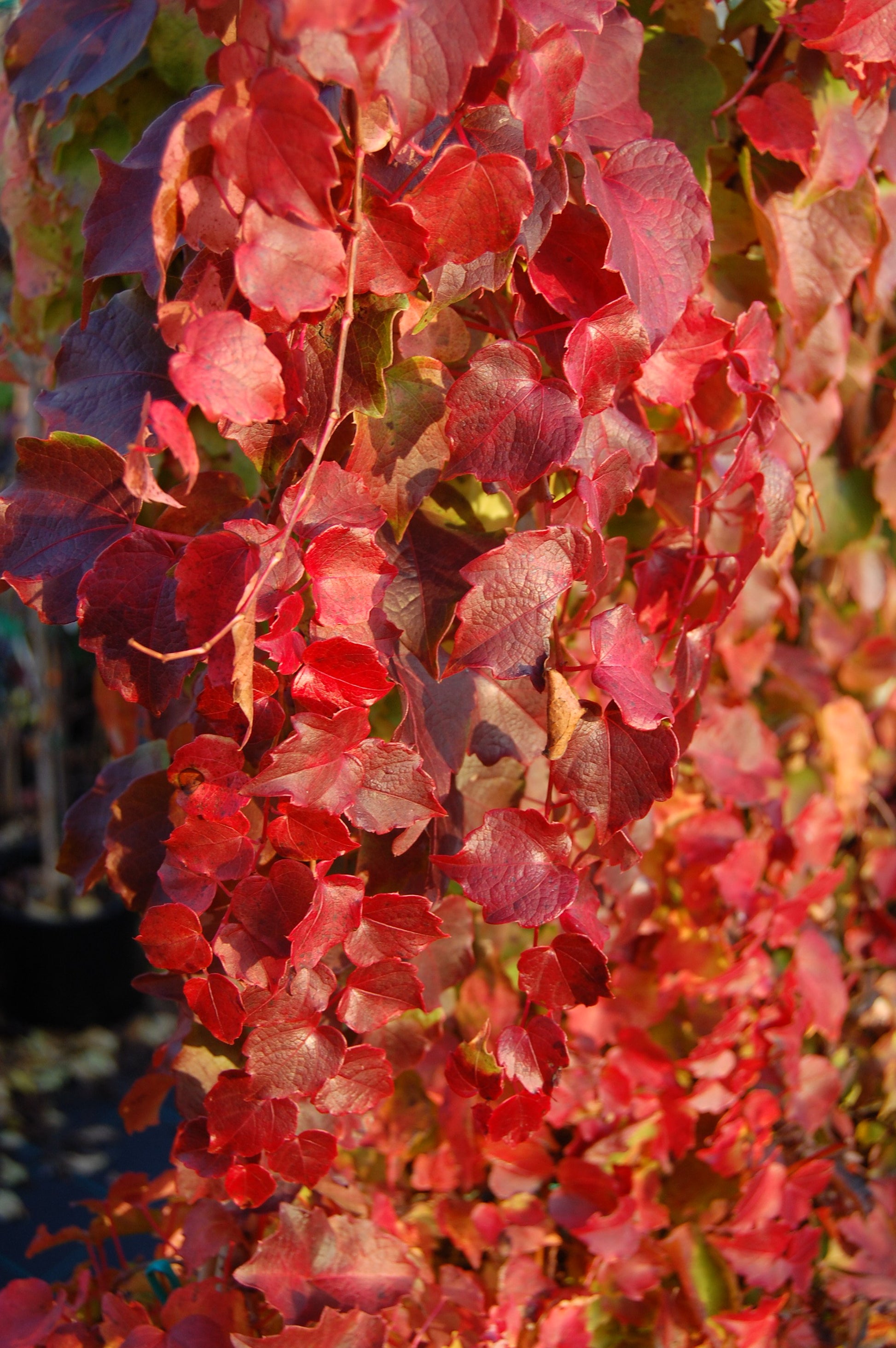 PARTHENOCISSUS QUINQUE VEITCHII BOSKOOP VASO 18CM