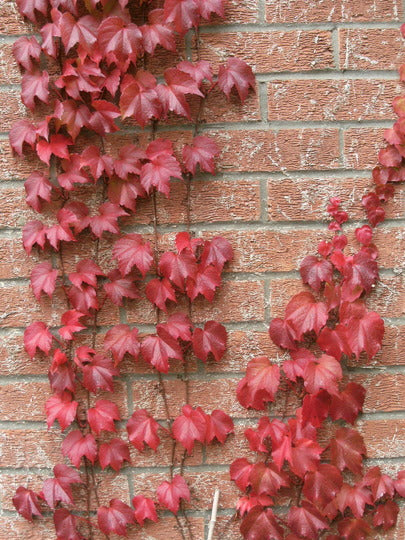 PARTHENOCISSUS QUINQUE VEITCHII BOSKOOP VASO 18CM