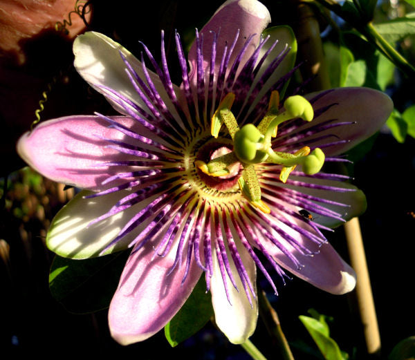 PASSIFLORA IMPERATRICE EUGENIE IN VASO 16CM