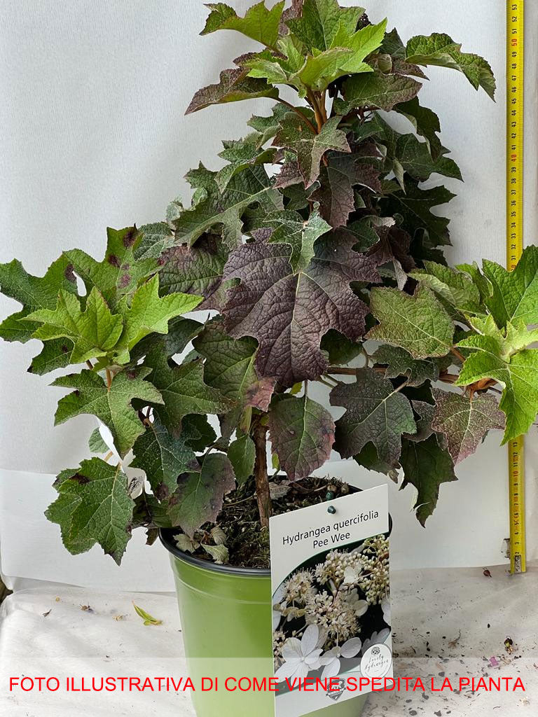 ORTENSIA HYDRANGEA QUERCIFOLIA PEE WEE VASO 18CM